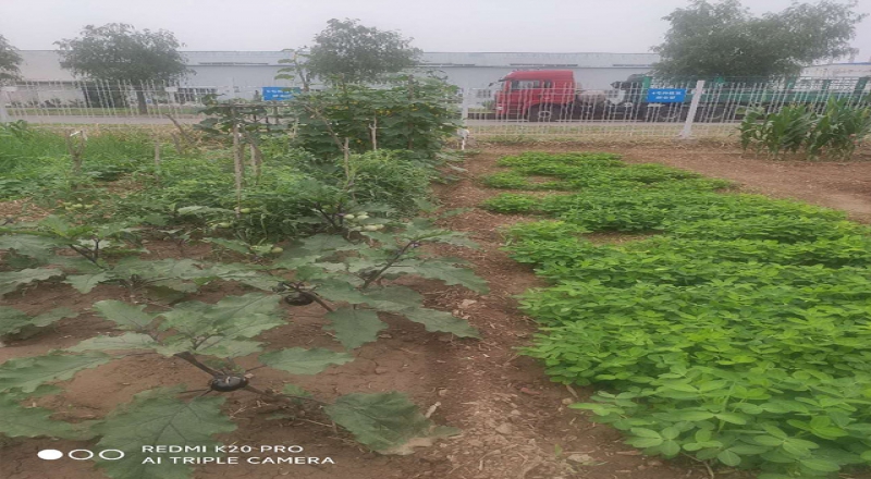 北京邢鋼焊網(wǎng)公司開展“最美菜園”評比活動(dòng)